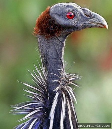 Kel aynak resmi Kel aynak resmi