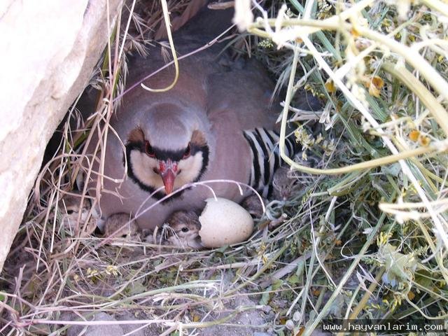 Kınalı Keklik Kınalı Keklik