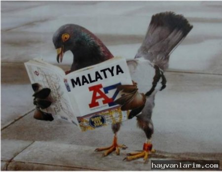 Kitap okuyan güvercin Kitap okuyan güvercin