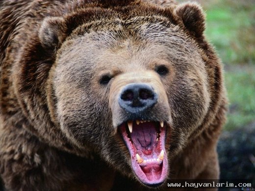 Kızgın Ayı Kızgın Ayı