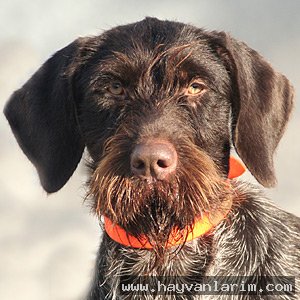 Kızgın puanteri resmi