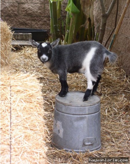 Korkak Keçi resimleri Korkak Keçi resimleri