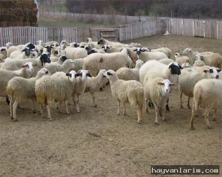 Koyun sürüsü Koyun sürüsü