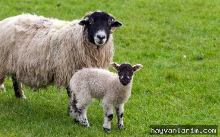 Koyun ve kuzu resmi