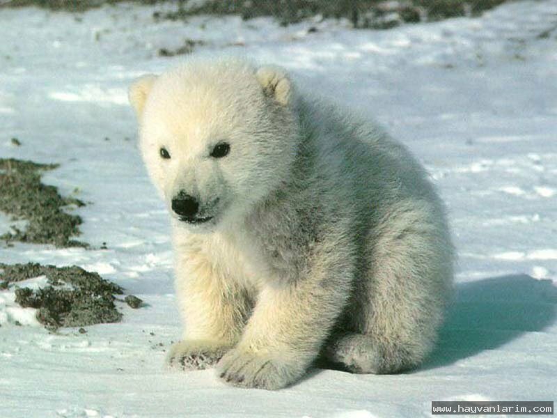 küçük ayı resmi küçük ayı resmi