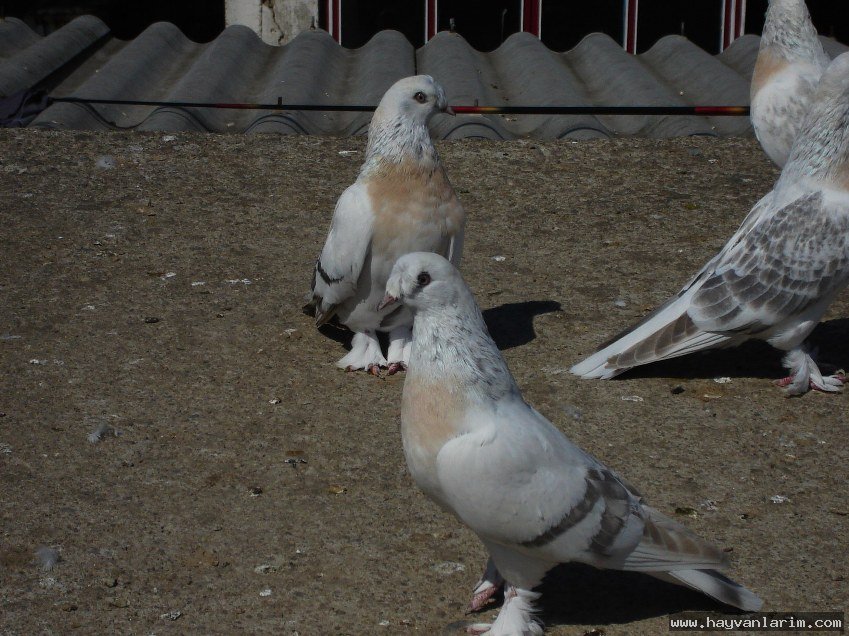 Kürenk güvercin sürüsü Kürenk güvercin sürüsü