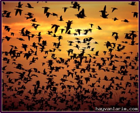 Kuş Sürüsü Kuş Sürüsü
