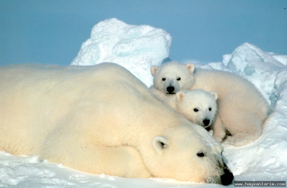 Kutup Ayıları aile resmi Kutup Ayıları aile resmi