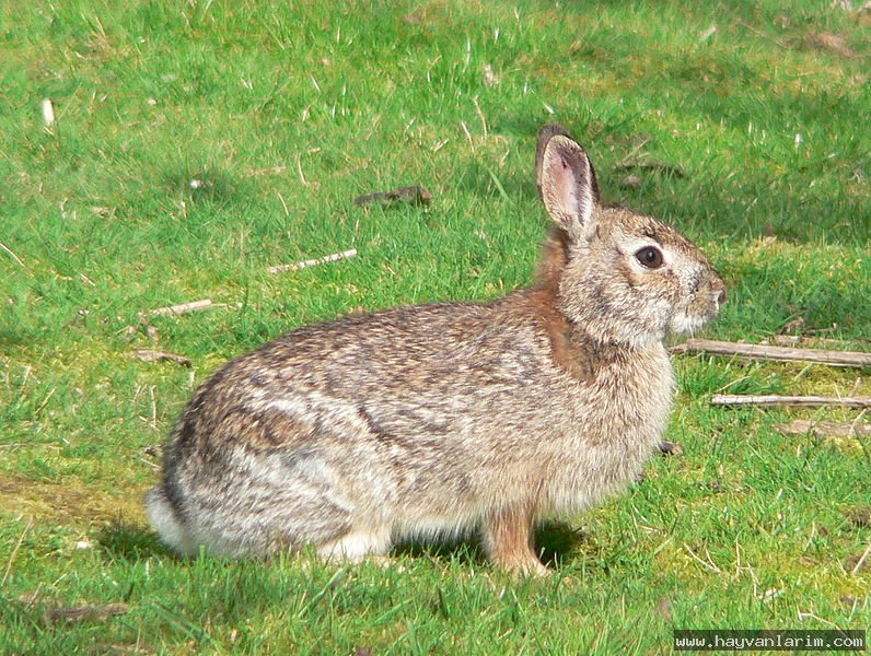 Leporidae tavşanı Leporidae tavşanı