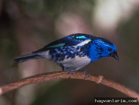 Mavi Kuş resmi Mavi Kuş resmi
