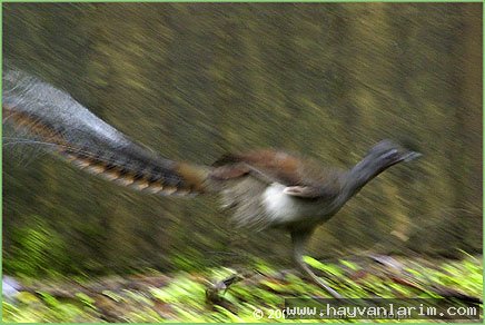 Menura resmi Menura resmi