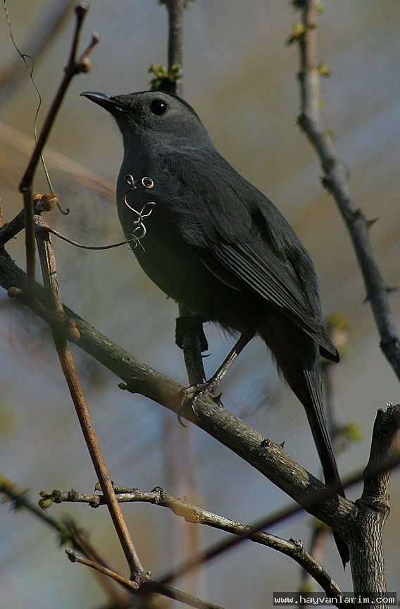 Mimidae kuşu Mimidae kuşu