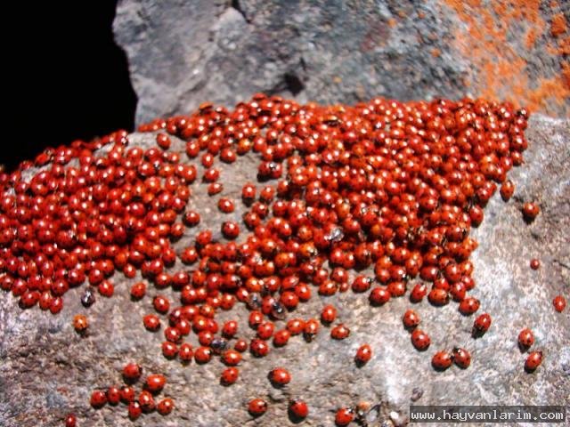 Onlarca Uğur Böcekleri bir arada Onlarca Uğur Böcekleri bir arada