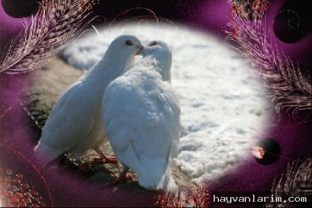 Öpüşen Güvercinler Öpüşen Güvercinler