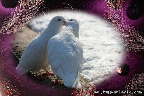 Öpüşen kuşlar Öpüşen kuşlar