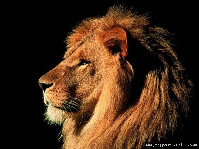 Ormanlar kralı Aslan resmi Ormanlar kralı Aslan resmi