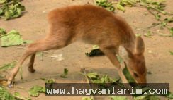 Otlayan Geyik Cervidae Otlayan Geyik Cervidae