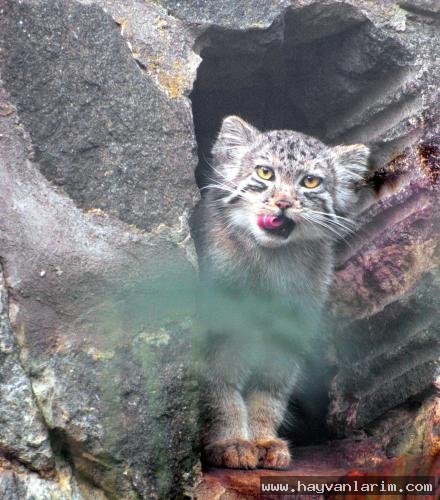 Otocolobus manul Otocolobus manul