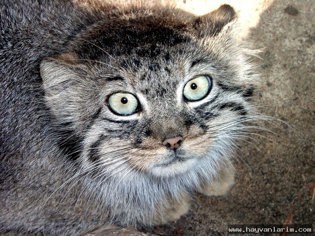 Otocolobus manul resmi