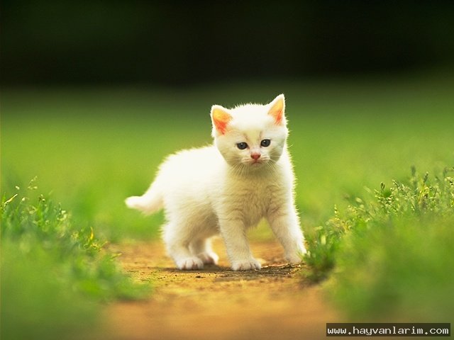 Parkta dolaşan kedi resmi Parkta dolaşan kedi resmi