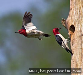 Picidae Agaç kakan Picidae Agaç kakan