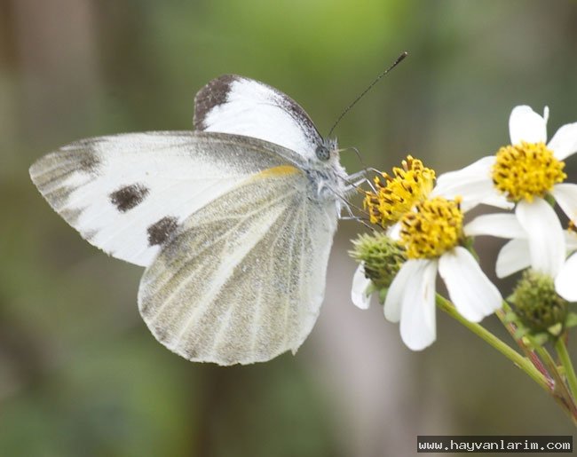 Pieridae kelebeği Pieridae kelebeği