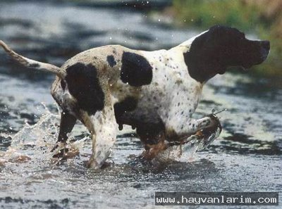 Puanteri köpeği Puanteri köpeği