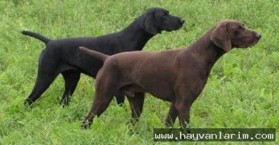 puanteriler nereye bakıyor puanteriler nereye bakıyor