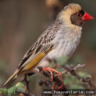 Quelea quelea resimleri Quelea quelea resimleri