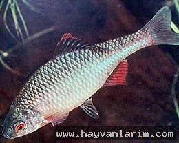 Rhodeus balık resimleri Rhodeus balık resimleri
