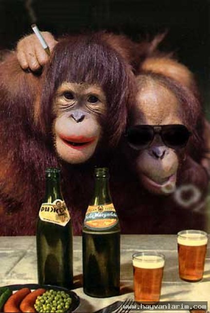 Sarhoş maymunlar Sarhoş maymunlar