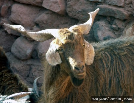 Şaşkın Keçi resimleri