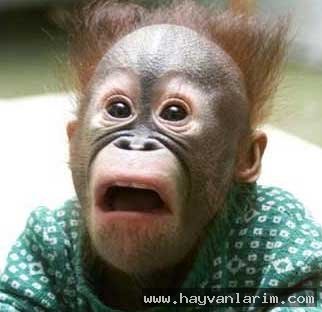 Şaşkın maymun resmi Şaşkın maymun resmi