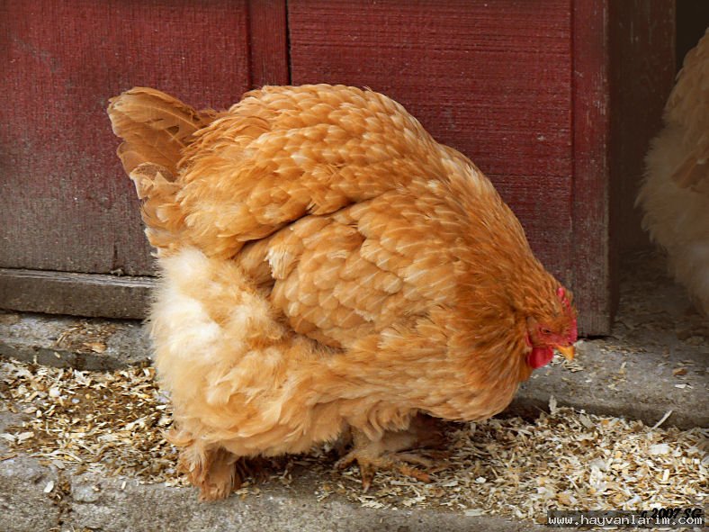 Sinirli tavuk resmi Sinirli tavuk resmi