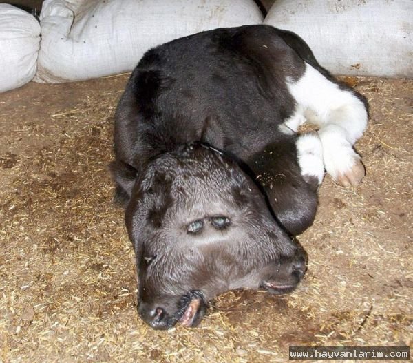 Siyah buzağı resmi Siyah buzağı resmi