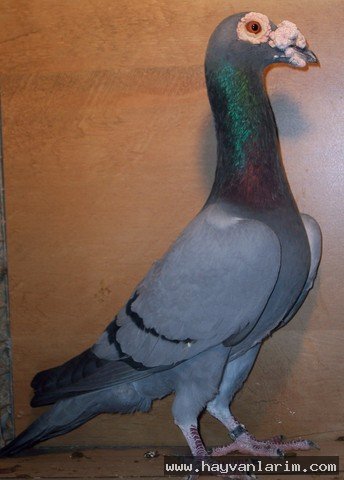 Siyah gri Güvercin İskenderun ırkı Siyah gri Güvercin İskenderun ırkı