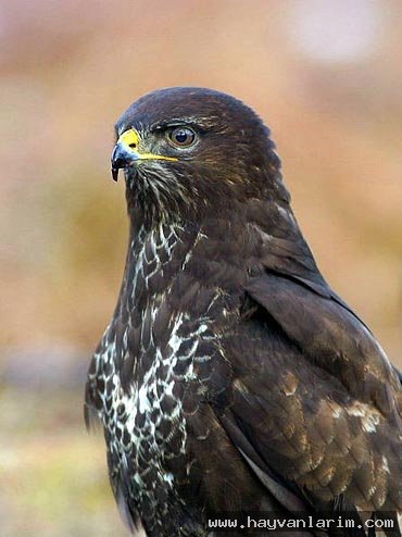 Siyah Şahin resmi Siyah Şahin resmi