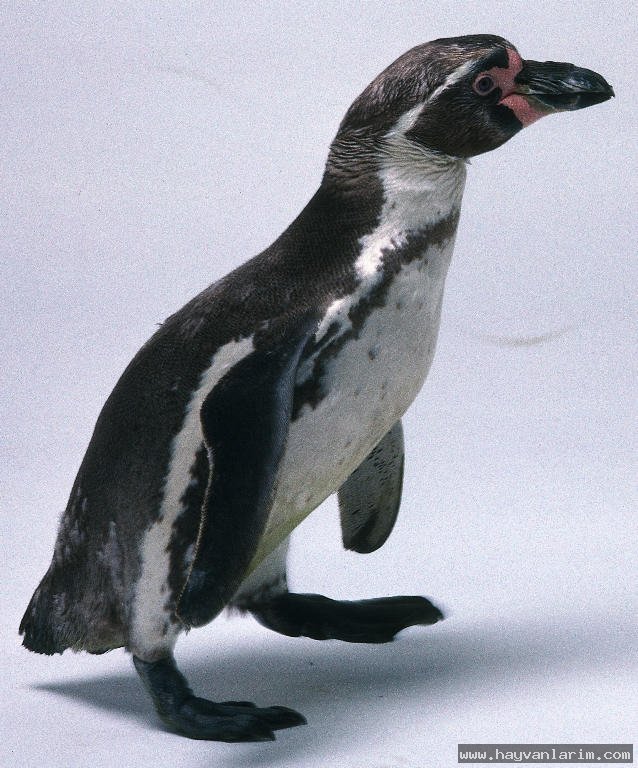 Spheniscus humboldti penguen Spheniscus humboldti penguen