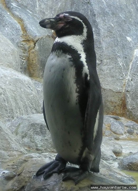 Spheniscus humboldti resimleri Spheniscus humboldti resimleri