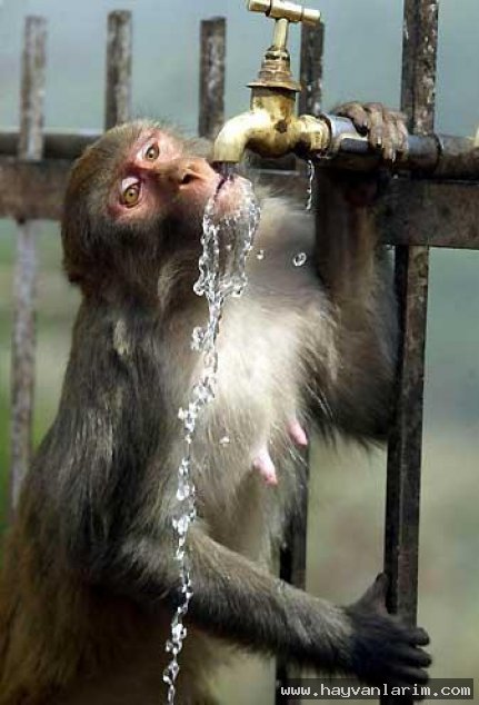 Su içen Maymun resmi Su içen Maymun resmi