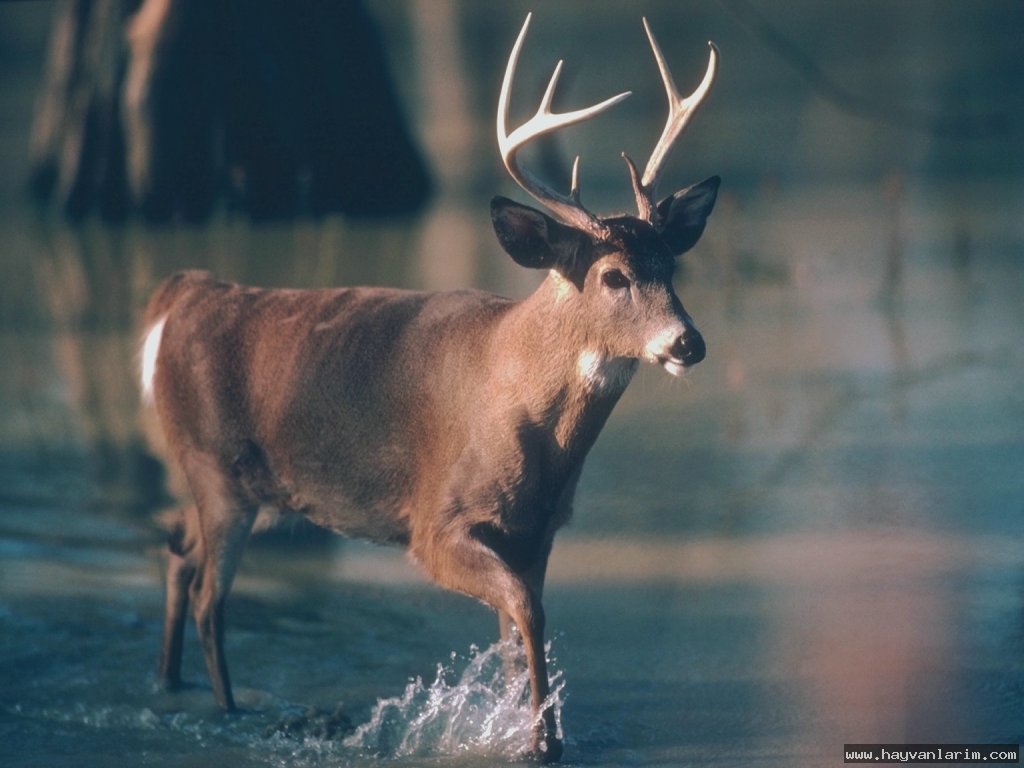 Suda gezen Cervidae Suda gezen Cervidae