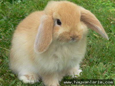 tatlı Leporidae tatlı Leporidae