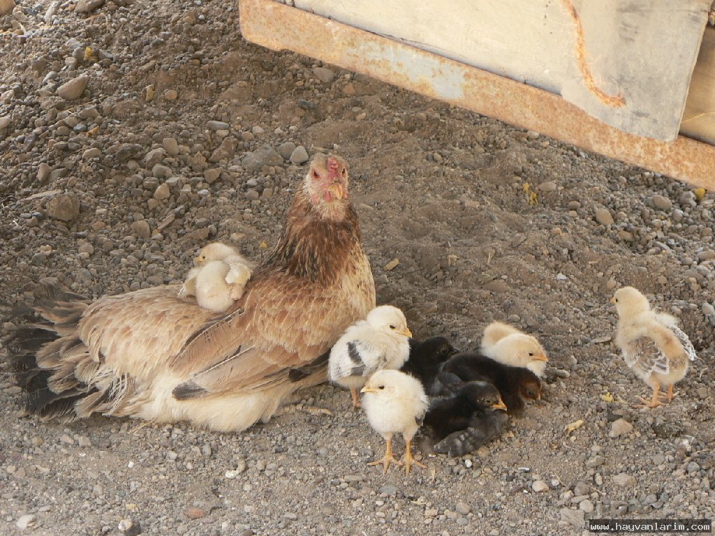 Tavuk ve civcivleri Tavuk ve civcivleri