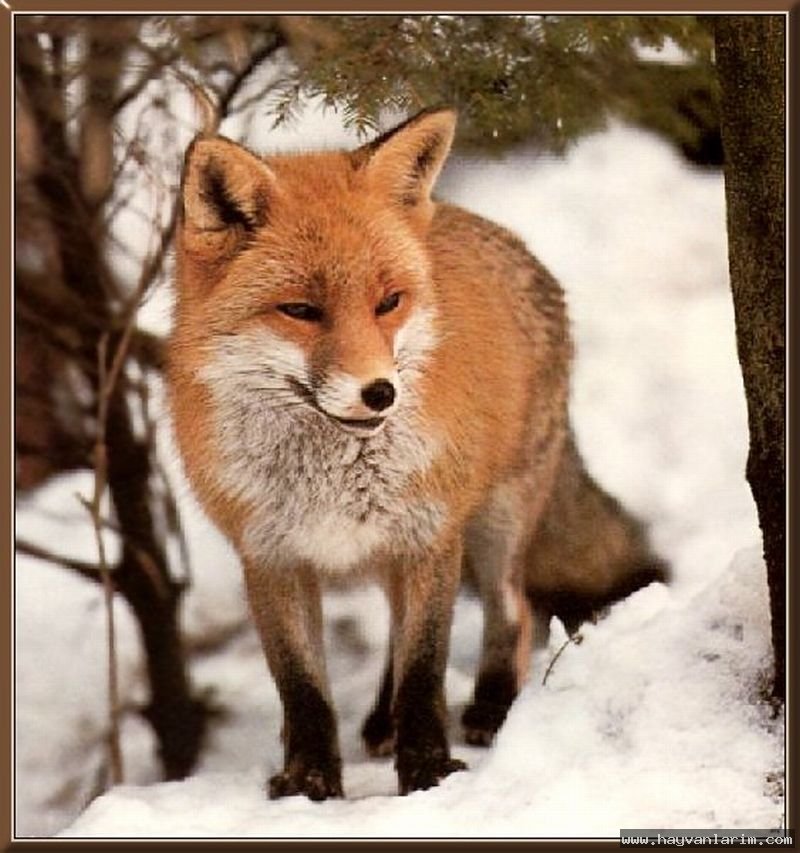 Tilki resimleri Tilki resimleri