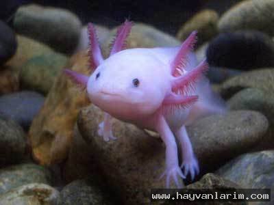 Tozpembe balık resmi Tozpembe balık resmi