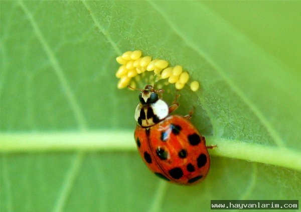 Uğur böcegi ve bitki resmi Uğur böcegi ve bitki resmi