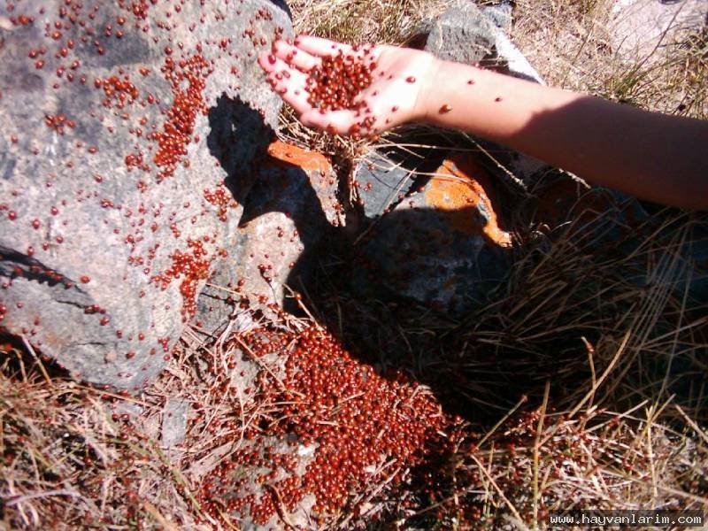 Ugur böcekleri sürüsü Ugur böcekleri sürüsü