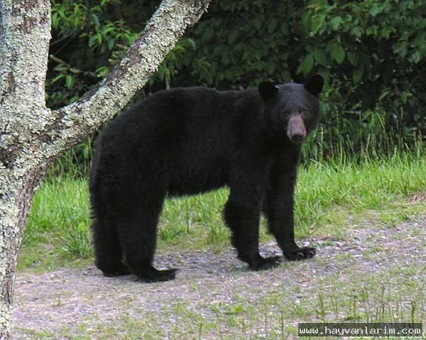 Ursus americanus Ursus americanus