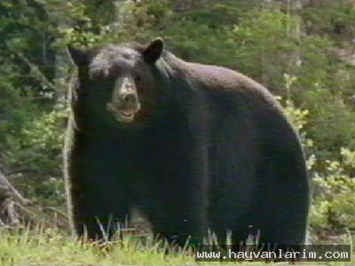 Ursus americanus amerikan ayısı Ursus americanus amerikan ayısı