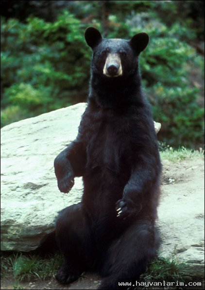 Ursus americanus resimleri Ursus americanus resimleri